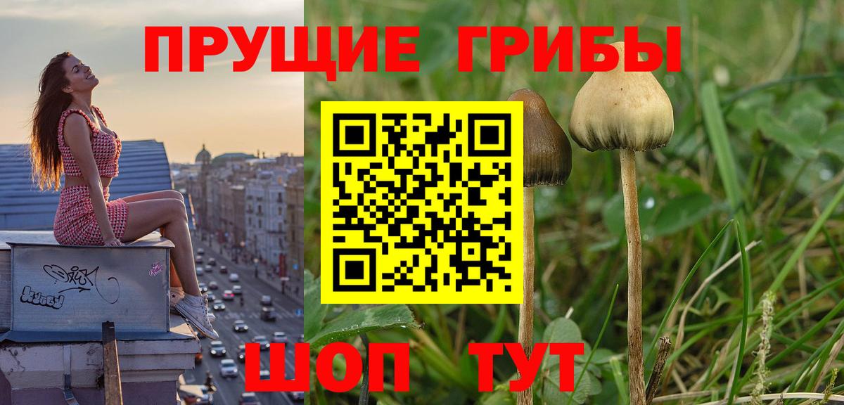 Новый Уренгой  Псилоцибиновые грибы мицелий  Вход с VPN  Псилоцибиновые грибы Cubensis 